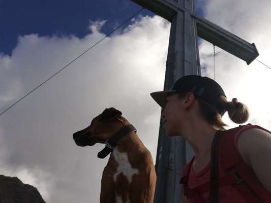 Rhodesian Ridgeback-Beitrag-Bild