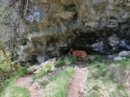 Rhodesian Ridgeback-Beitrag-Bild