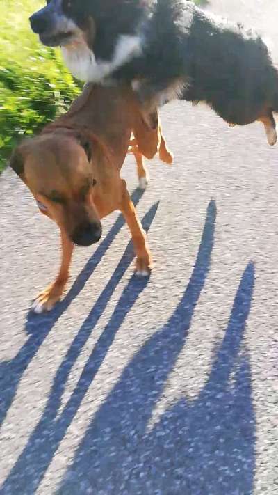 Rhodesian Ridgeback-Beitrag-Bild