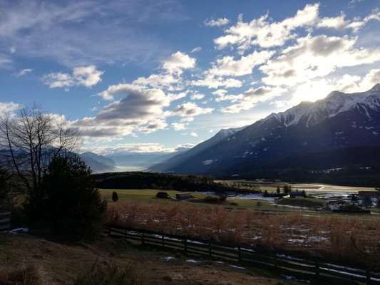 Rhodesian Ridgeback-Beitrag-Bild