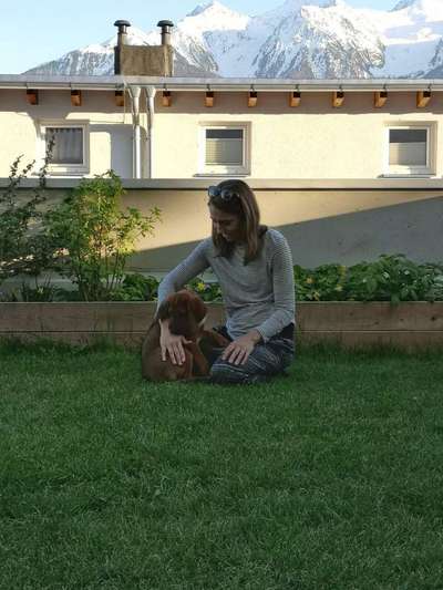 Rhodesian Ridgeback-Beitrag-Bild