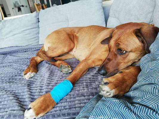 Rhodesian Ridgeback-Beitrag-Bild