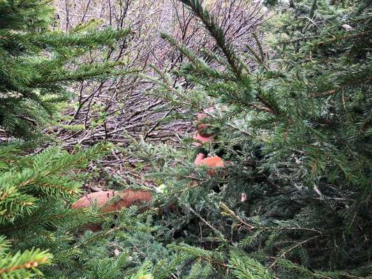 Rhodesian Ridgeback-Beitrag-Bild