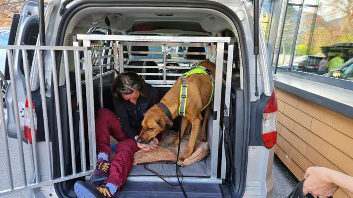 Rhodesian Ridgeback-Beitrag-Bild