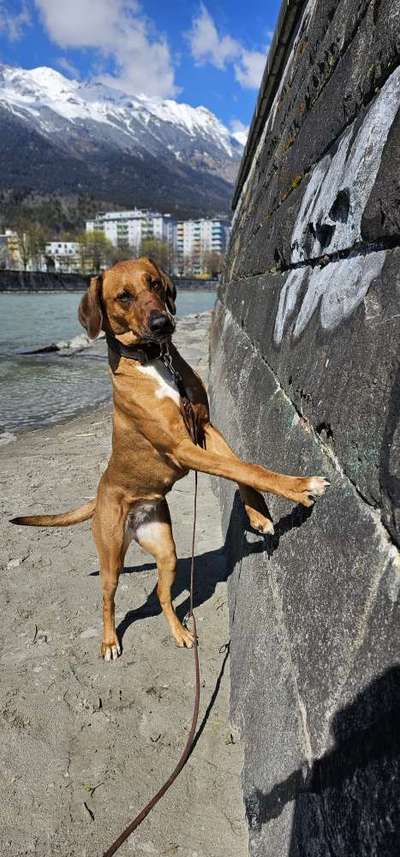 Rhodesian Ridgeback-Beitrag-Bild