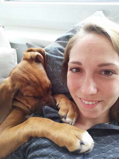 Rhodesian Ridgeback-Beitrag-Bild