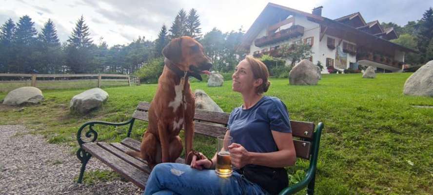 Rhodesian Ridgeback-Beitrag-Bild