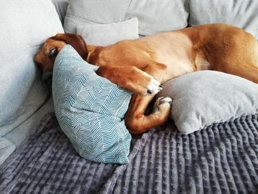 Rhodesian Ridgeback-Beitrag-Bild