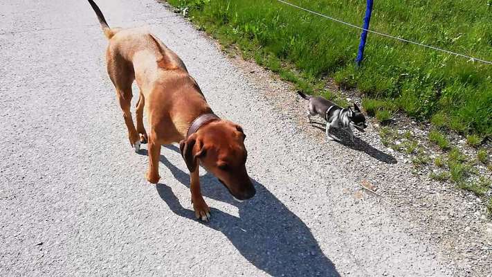 Rhodesian Ridgeback-Beitrag-Bild