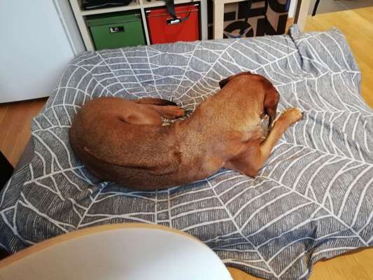 Rhodesian Ridgeback-Beitrag-Bild