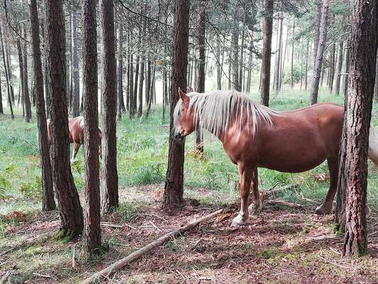 Rhodesian Ridgeback-Beitrag-Bild