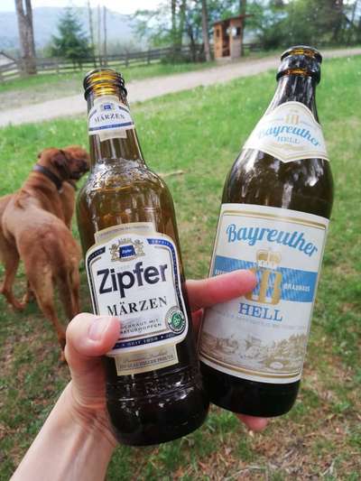 Rhodesian Ridgeback-Beitrag-Bild