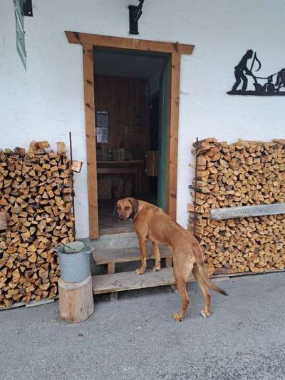 Rhodesian Ridgeback-Beitrag-Bild