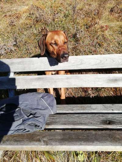 Rhodesian Ridgeback-Beitrag-Bild