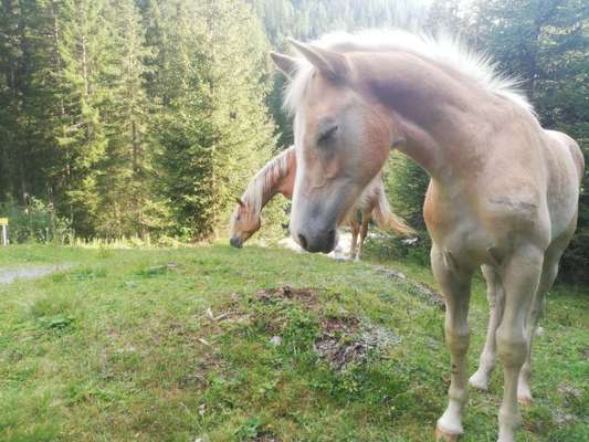Rhodesian Ridgeback-Beitrag-Bild