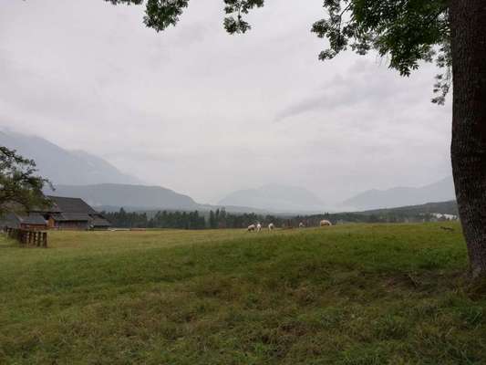 Rhodesian Ridgeback-Beitrag-Bild