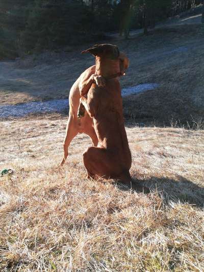 Rhodesian Ridgeback-Beitrag-Bild