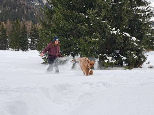 Rhodesian Ridgeback-Beitrag-Bild