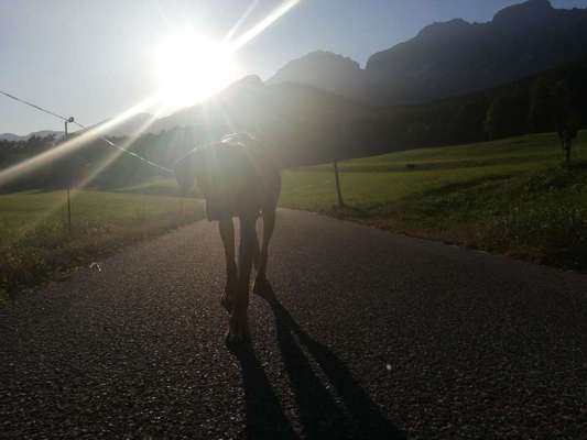 Rhodesian Ridgeback-Beitrag-Bild