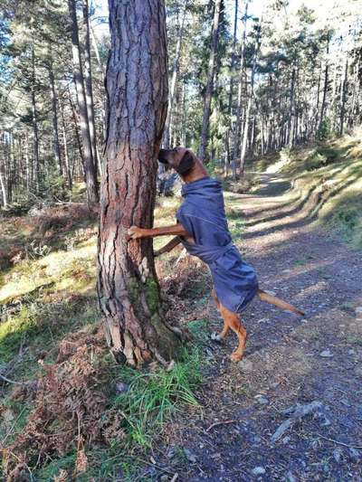 Rhodesian Ridgeback-Beitrag-Bild