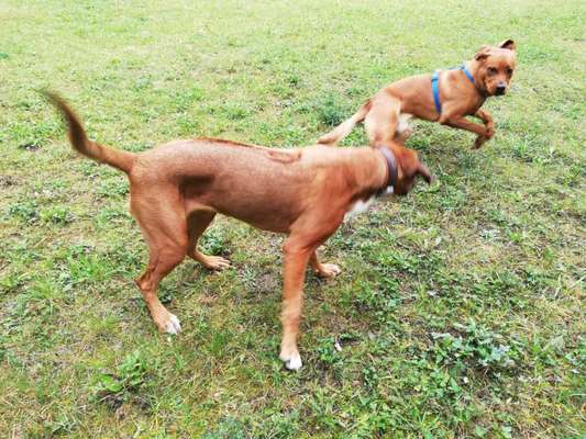 Rhodesian Ridgeback-Beitrag-Bild