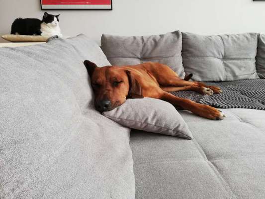 Rhodesian Ridgeback-Beitrag-Bild