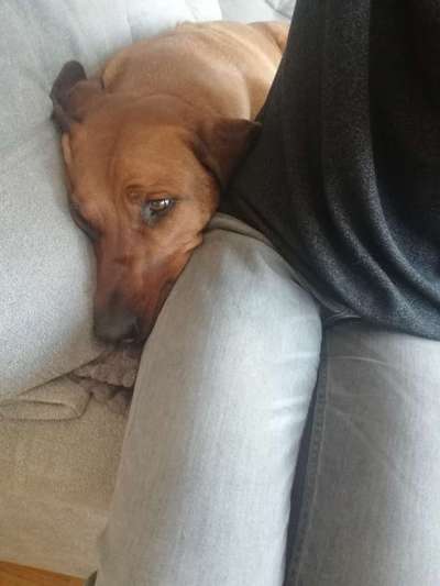 Rhodesian Ridgeback-Beitrag-Bild