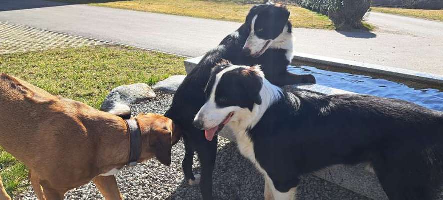 Rhodesian Ridgeback-Beitrag-Bild