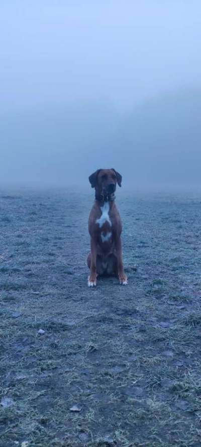 Rhodesian Ridgeback-Beitrag-Bild
