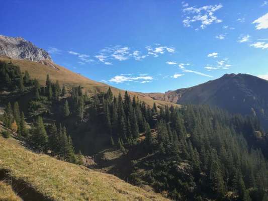 Rhodesian Ridgeback-Beitrag-Bild