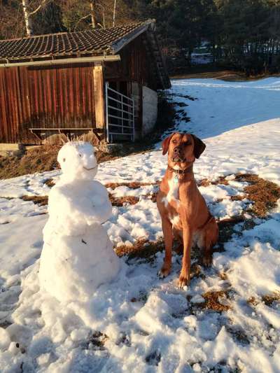 Rhodesian Ridgeback-Beitrag-Bild