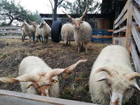 Rhodesian Ridgeback-Beitrag-Bild
