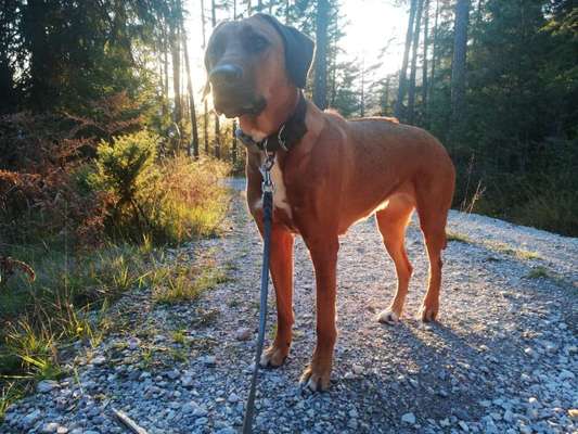 Rhodesian Ridgeback-Beitrag-Bild