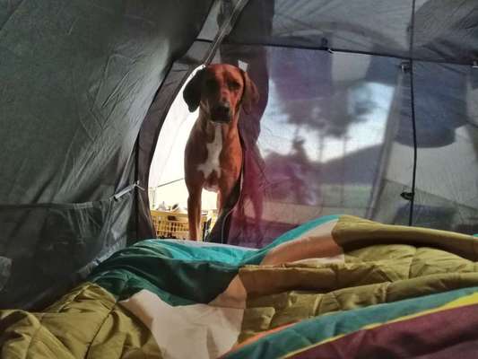 Rhodesian Ridgeback-Beitrag-Bild