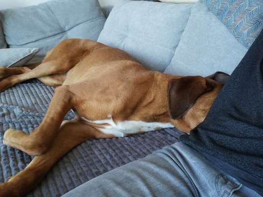 Rhodesian Ridgeback-Beitrag-Bild