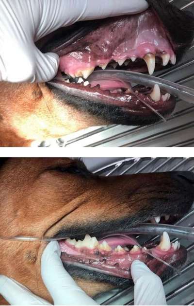 Rhodesian Ridgeback-Beitrag-Bild