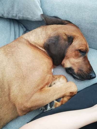 Rhodesian Ridgeback-Beitrag-Bild