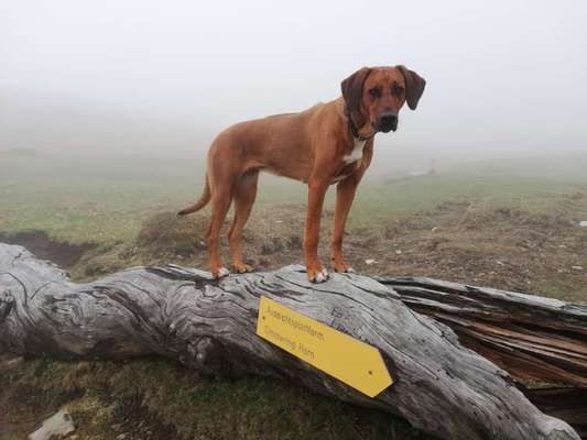 Rhodesian Ridgeback-Beitrag-Bild