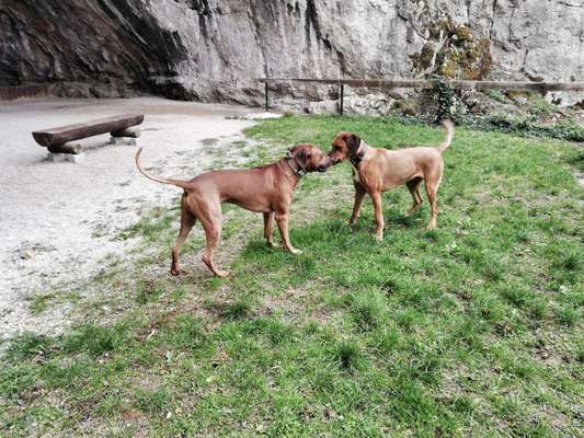 Rhodesian Ridgeback-Beitrag-Bild