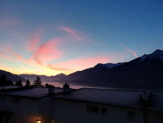 Rhodesian Ridgeback-Beitrag-Bild