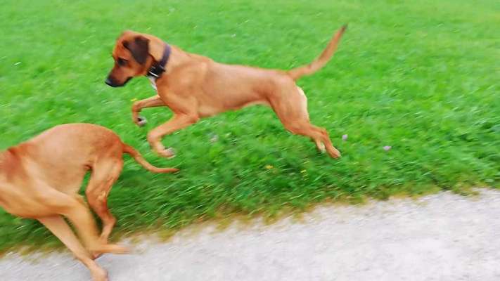 Rhodesian Ridgeback-Beitrag-Bild