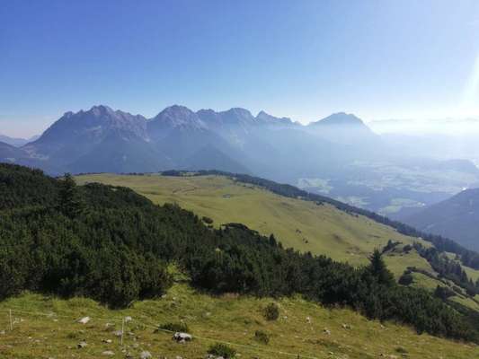 Rhodesian Ridgeback-Beitrag-Bild