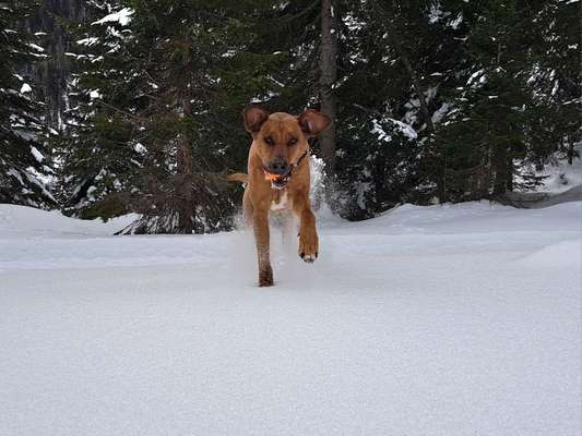 Rhodesian Ridgeback-Beitrag-Bild