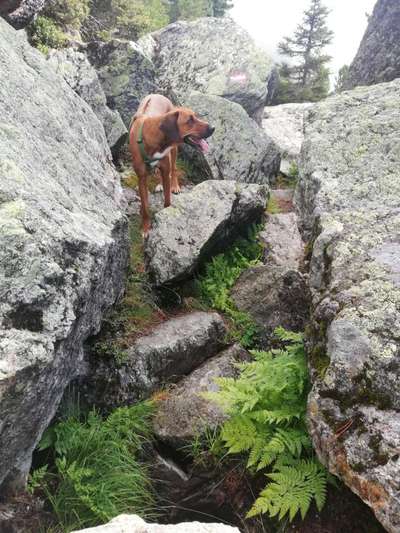 Rhodesian Ridgeback-Beitrag-Bild