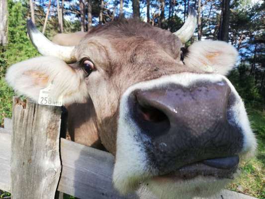 Rhodesian Ridgeback-Beitrag-Bild