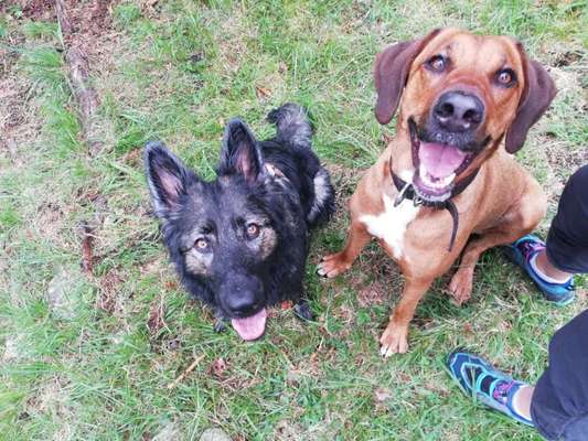 Rhodesian Ridgeback-Beitrag-Bild