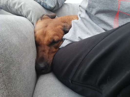 Rhodesian Ridgeback-Beitrag-Bild