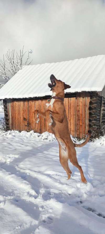 Rhodesian Ridgeback-Beitrag-Bild