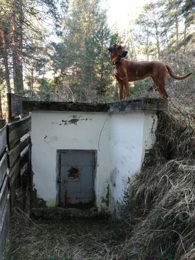 Rhodesian Ridgeback-Beitrag-Bild