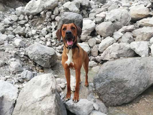 Rhodesian Ridgeback-Beitrag-Bild